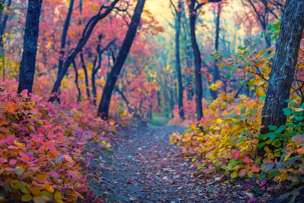 Droga Przez Ożywczy Żywy Jesienny Park Dobre Dla Naturalnego Tła — Zdjęcie stockowe