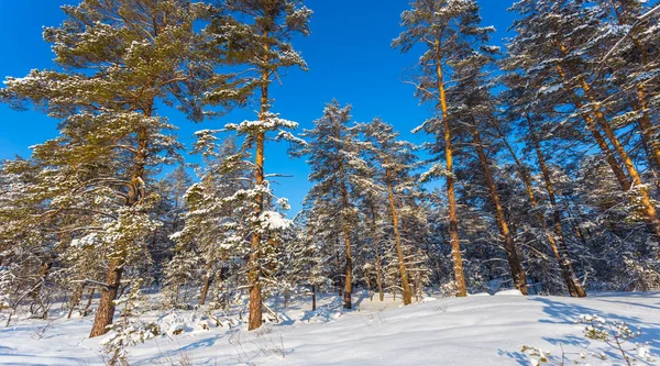 雪と青空の美しい明るい松の木の森 輝く冬の日のシーン — ストック写真