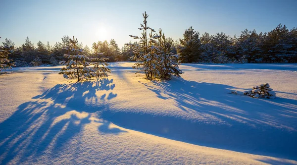 冬の屋外シーンで長い影で雪に覆われた冬の松の木の森 — ストック写真