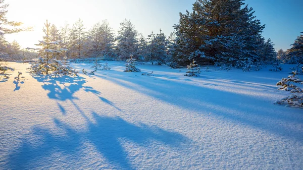 冬季松树森林覆盖在雪在长阴影在夕阳 冬季户外场景 — 图库照片