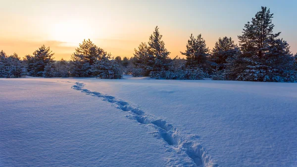 Inverno Neve Radura Foresta Tramonto Pianura Una Neve Con Pista — Foto Stock