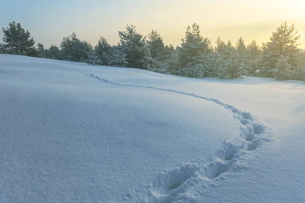 Zima Snowbound Lasu Polanie Zachodzie Słońca Równina Śniegu Człowiekiem Toru — Zdjęcie stockowe