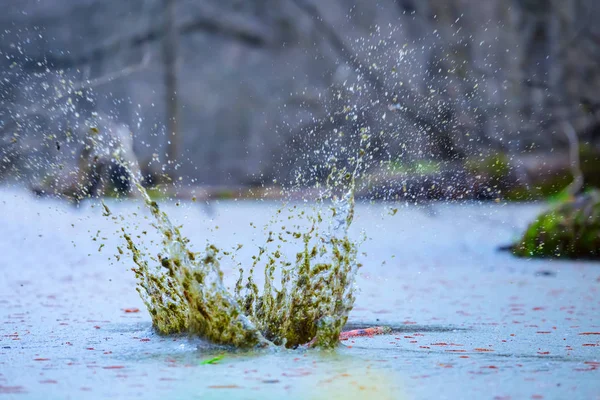 Wasserspritzer Von Umgestürzten Steinen Waldsee — Stockfoto