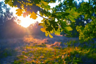 bir güneş ışığı, akşam sonbahar açık arka plan içinde closeup kırmızı meşe ağacı dalı
