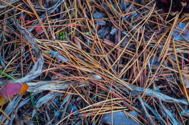 bir zeminüzerinde çam iğnesi yakın çekim yığın, doğal açık orman arka plan