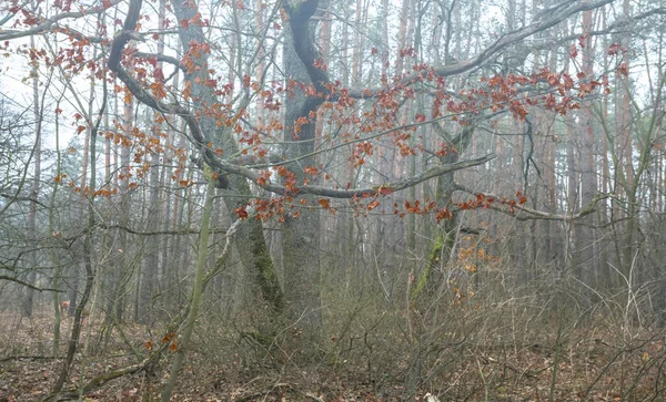 Bir Sis Sonbahar Kırmızı Meşe Orman Sahnesi — Stok fotoğraf