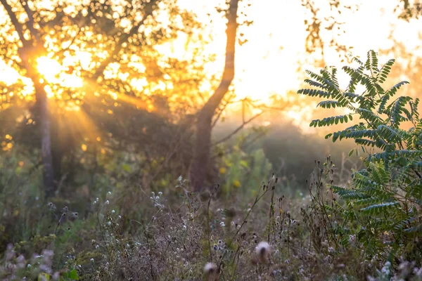 Skogsgläntan Dimma Och Ljus Tidig Morgonsol — Stockfoto