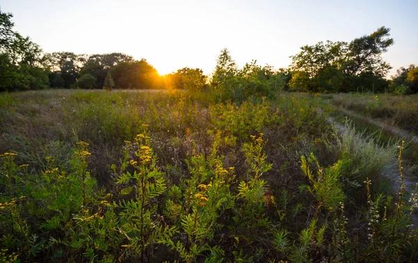 夏の草原で夕日に花を咲かせ — ストック写真