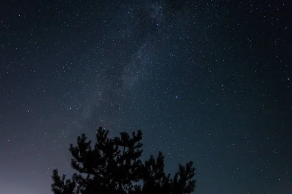 은하수 배경으로 빛나는 하늘에 소나무 실루엣 — 스톡 사진