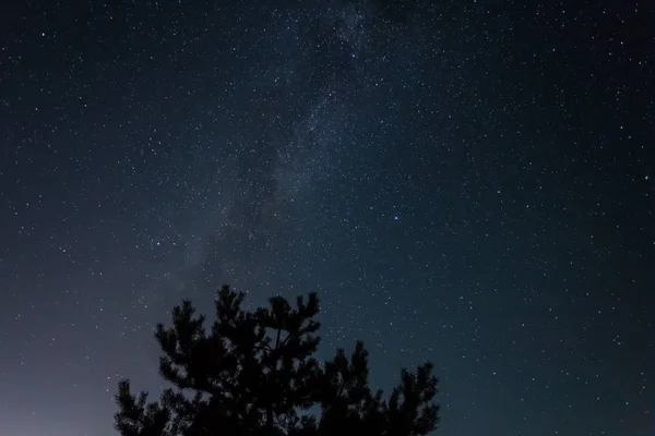 night outdoor scene, pine tree silhouette on a starry sky with milky way background