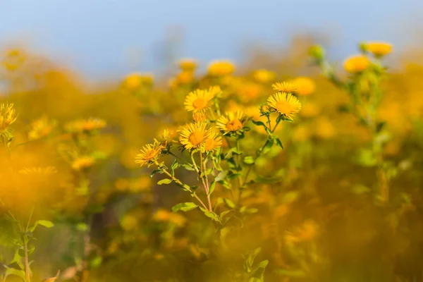 Closeup Yellow Wild Prairie Flowers Bright Day Nice Natural Outdoor — Stock Photo, Image