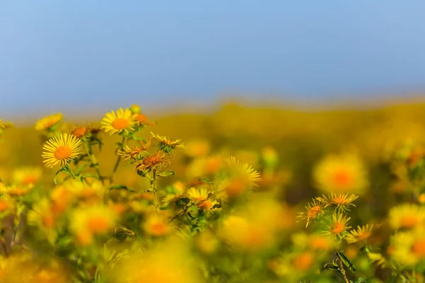 Closeup Yellow Wild Prairie Flowers Bright Day Nice Natural Outdoor — Stock Photo, Image