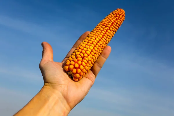 Люди Тримають Вухо Кукурудзи Руці Фоні Блакитного Неба Осінній Урожай — стокове фото