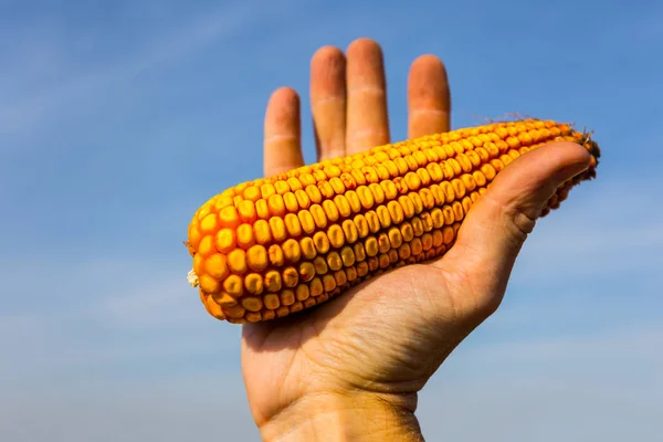 Mensen Houden Het Oor Van Maïs Een Hand Een Blauwe — Stockfoto