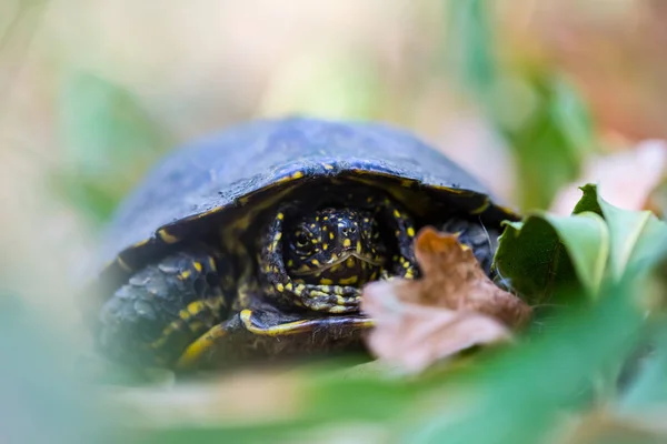 Closeup Turtle Crawling Grass Wild Animal Forest — Stock Photo, Image