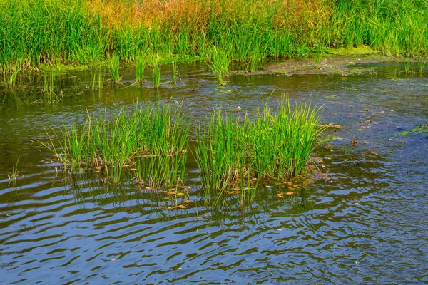 Klein Eiland Met Groen Gras Onder Een Stromende Rivier — Stockfoto