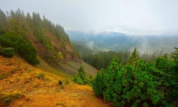 Paesaggio Montano Bosco Abeti Pendio Sopra Valle Montagna Una Nebbia — Foto Stock