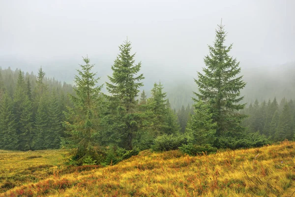 Mountain Slope Dry Grass Fir Forest Blue Mist Natural Landscape — Stock Photo, Image