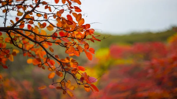 Close Rode Herfst Skumpiya Boomtak Een Onscherpe Achtergrond — Stockfoto