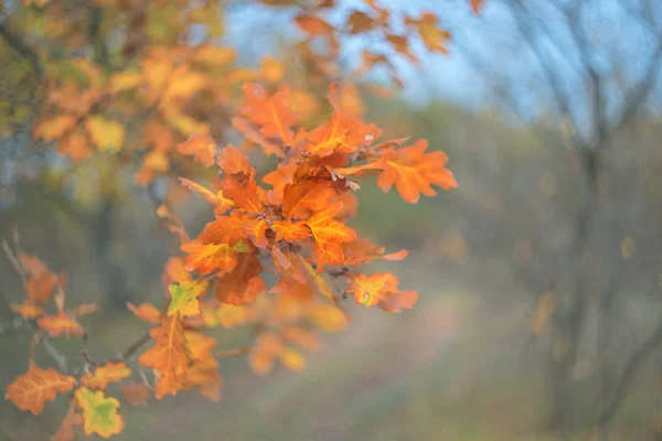 Nahaufnahme Rote Eiche Zweig Einem Wald Hellen Herbsttag Schöne Outdoor — Stockfoto