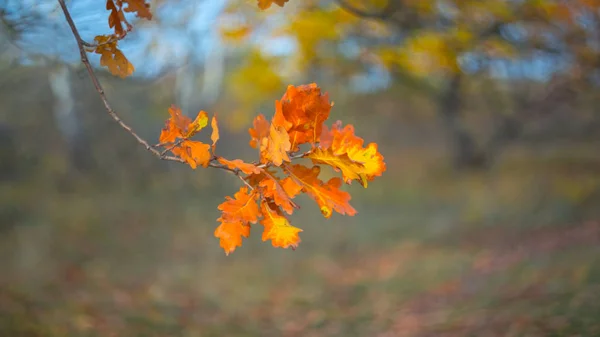 Close Red Oak Tree Branch Een Bos Heldere Herfst Dag — Stockfoto