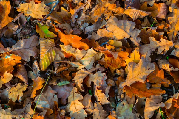 Nahaufnahme Haufen Trockener Herbstblätter Auf Einem Boden Natürlicher Hintergrund — Stockfoto