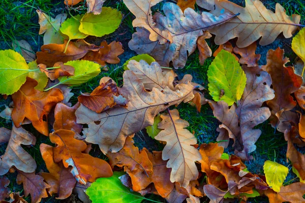 Gros Tas Feuilles Sèches Automne Sur Sol Fond Naturel — Photo