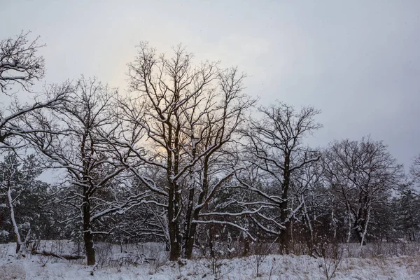 Zimní Zasněhaný Les Bledém Svitu Večerního Slunce — Stock fotografie