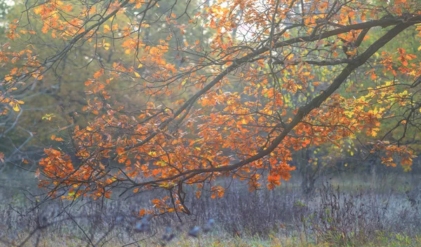 Zaostřená Červená Větev Dubového Stromu Lese Světlá Podzimní Scéna — Stock fotografie