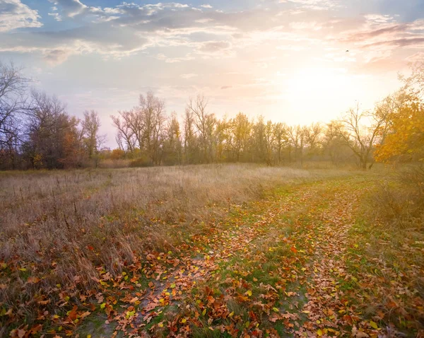 Ground Road Door Het Herfst Woud Glade Bij Zonsondergang — Stockfoto