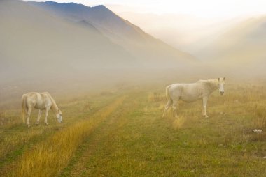 beyaz atlar yoğun bir sabah sis bir dağ çayırüzerinde otlatmak 
