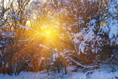 akşam güneşi kış karla kaplı orman, sessiz akşam sahnesi ile itmek