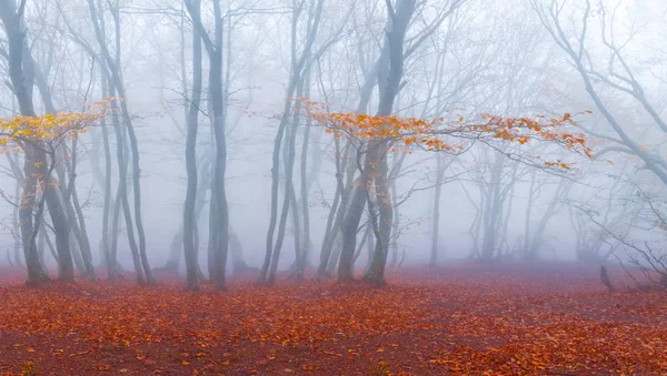 Floresta Faia Outono Vermelho Uma Densa Névoa Azul — Fotografia de Stock