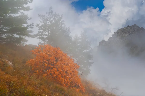 Rode Struik Een Herfst Berghelling Een Dichte Mist Herfst Bergvallei — Stockfoto