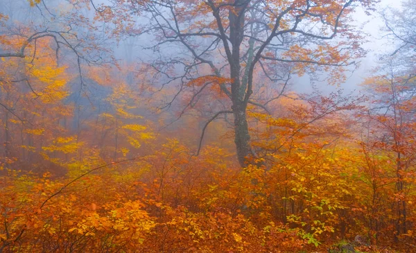 Bela Floresta Faia Outono Vermelho Uma Densa Névoa Azul — Fotografia de Stock