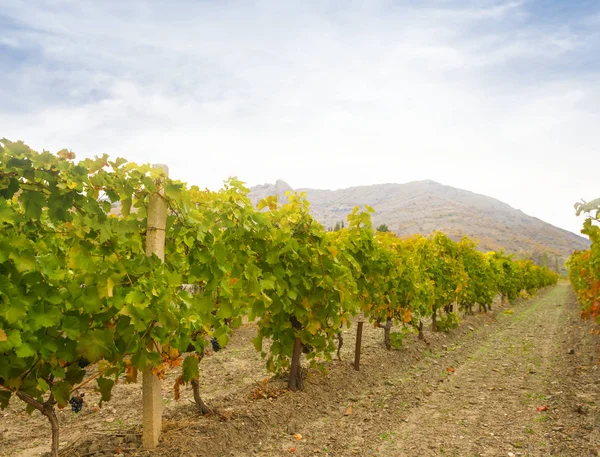 Weinberg Einem Gebirgstal Landwirtschaftliche Szene — Stockfoto