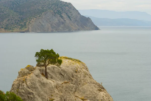 Solo Árbol Cabo Marino Entre Una Bahía Mar —  Fotos de Stock