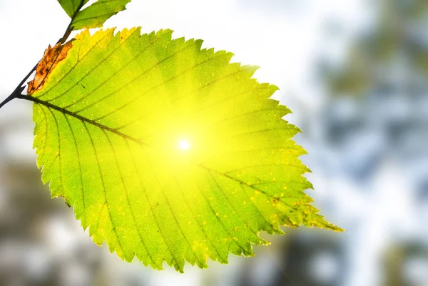 Ładne Zewnątrz Naturalne Tło Promienie Słoneczne Push Przez Zielony Liść — Zdjęcie stockowe