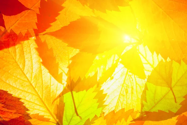 赤いつるの葉 自然の秋の背景を通して輝く太陽のプッシュ — ストック写真