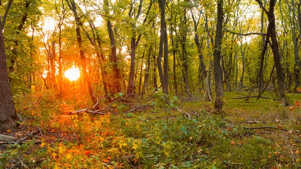 Scène Automne Clairière Coucher Soleil — Photo