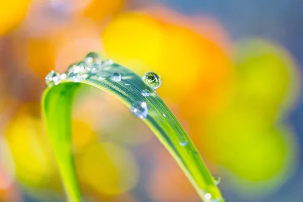 ワリ色の背景に水滴で緑の草の葉を閉じる — ストック写真