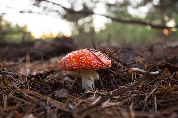 Närbild Röda Flyagaric Svamp Skog — Stockfoto