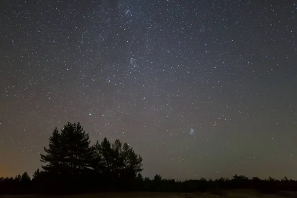 Noche Escena Aire Libre Silueta Del Bosque Hermoso Cielo Estrellado —  Fotos de Stock