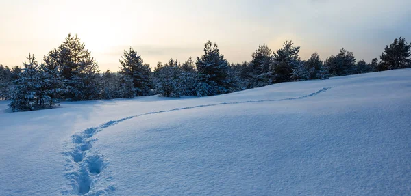 Winter Snowbound Forest Glade Sunset Plain Snow Human Track Good — Stock Photo, Image