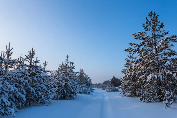 Road Evening Pine Tree Forest Snow Nice Natural Background — Stock Photo, Image