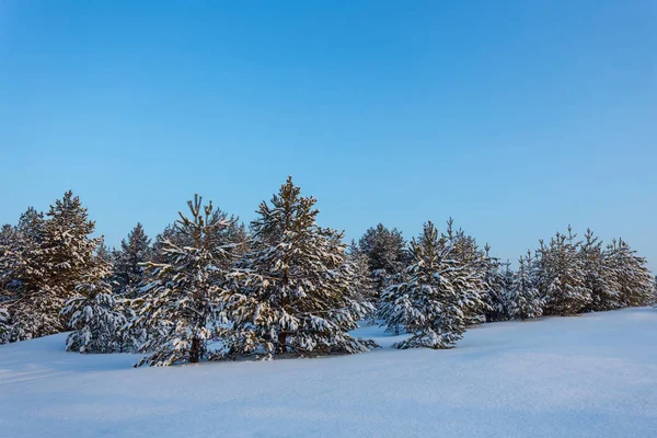 松树森林在蓝天下的雪 冬季户外背景 — 图库照片