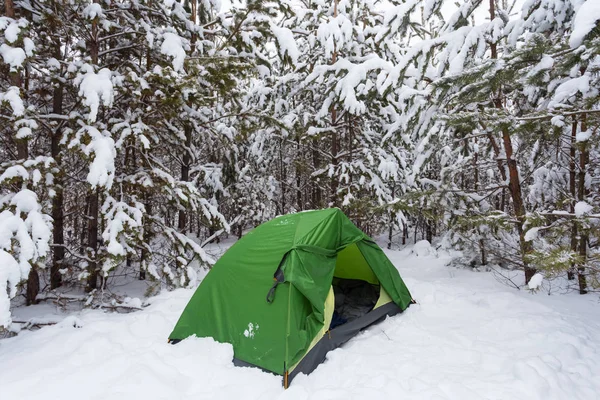 小绿色旅游帐篷在松树林角在雪中 冬季徒步旅行的场景 — 图库照片