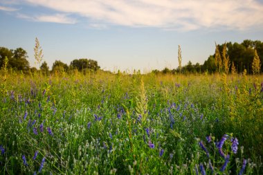 Çiçekli güzel yaz çayırları