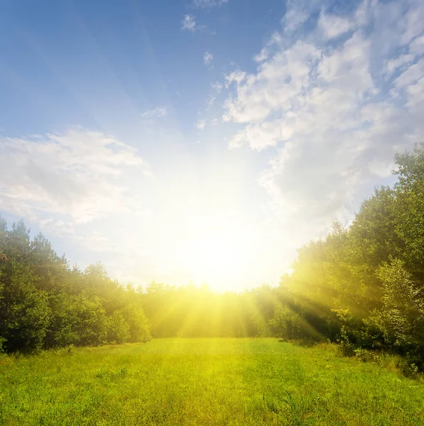 Krásná Zelená Letní Lesní Mýtina Světle Jiskřícího Slunce — Stock fotografie
