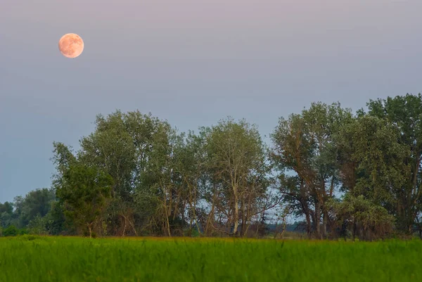 Volle Maan Oprijzend Boven Een Bos Buiten Schemering Scène — Stockfoto